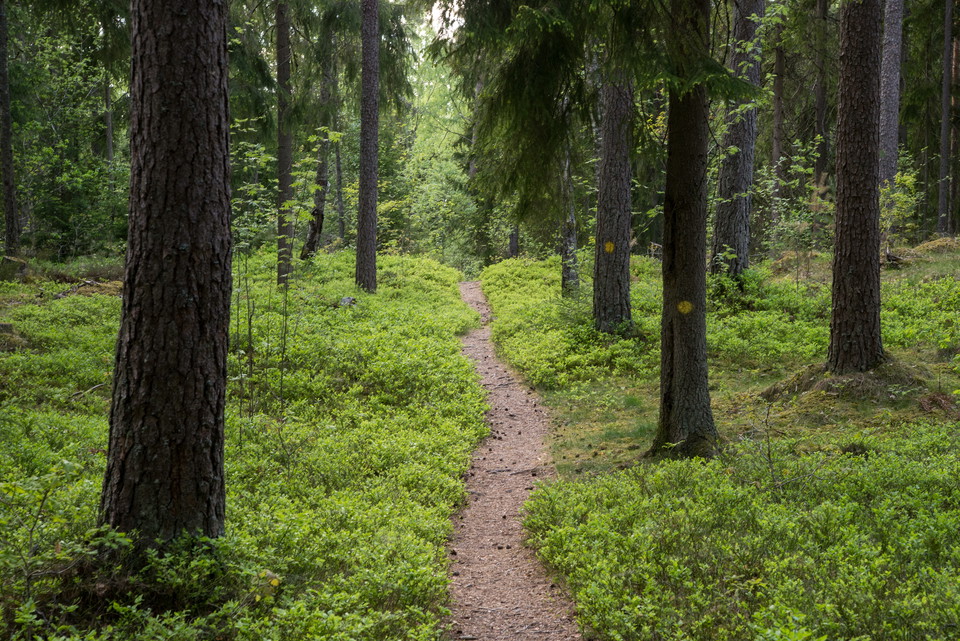 Gulmarkerade Högstorpslingan