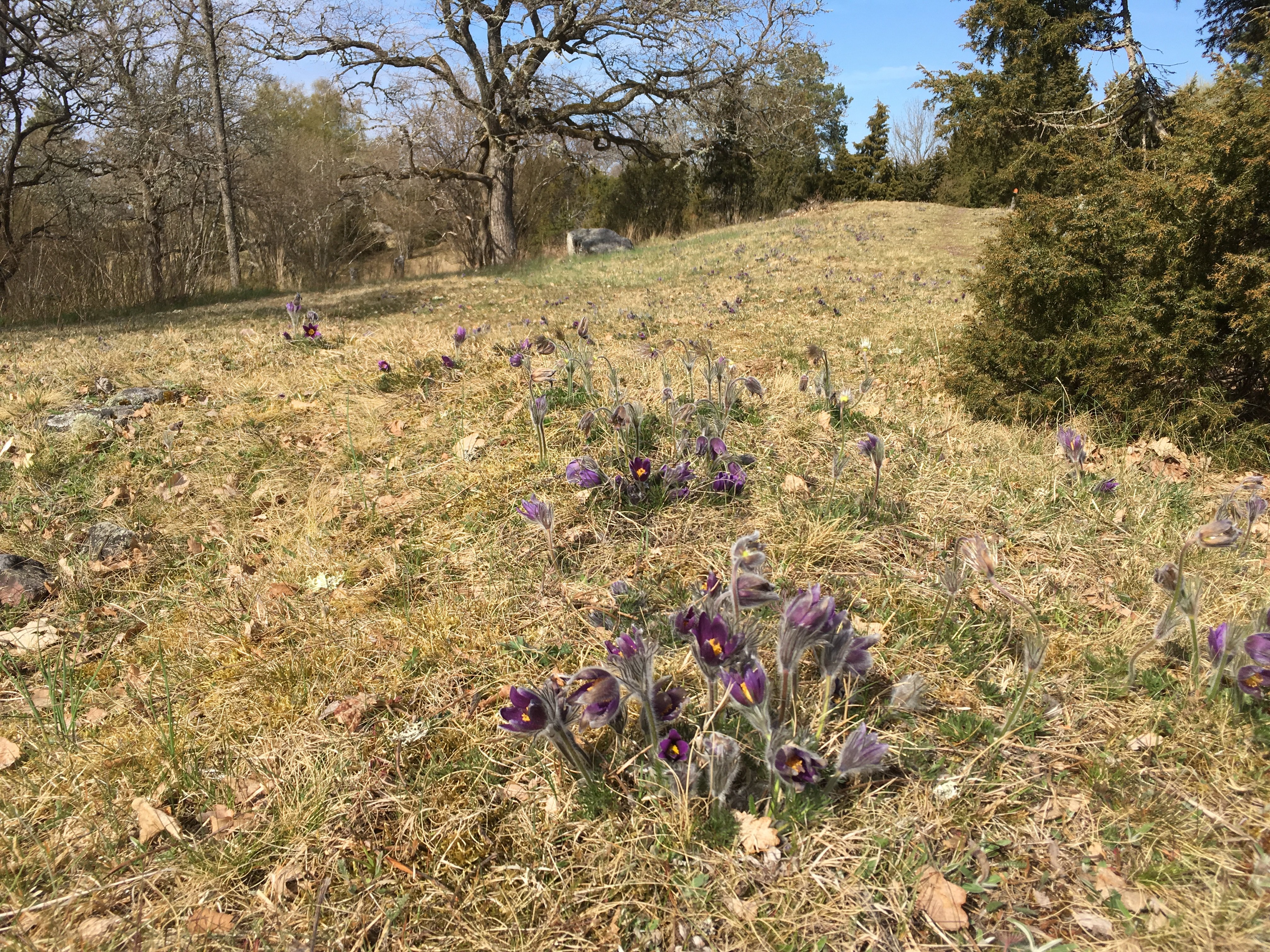 På en kulle i hagmarker blommar många backsippor.