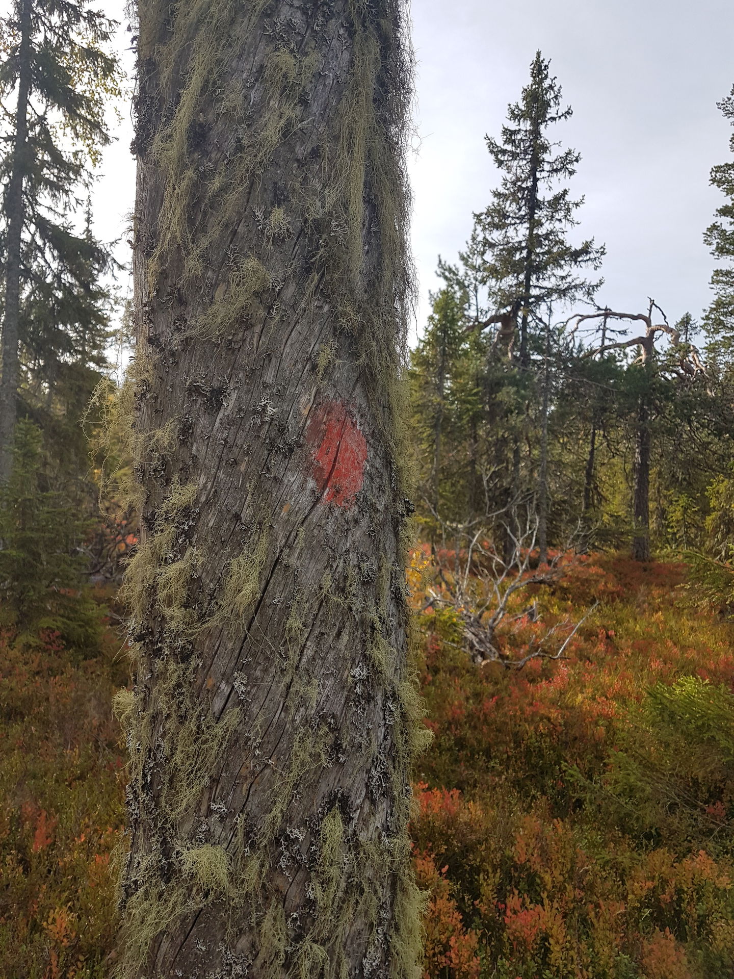 Gammal torrtall med skägglav och orange ledmarkering