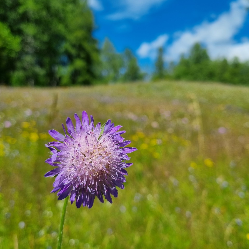 Blomman åkervädd vid en äng