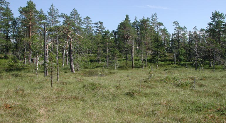 Myrmark med gammelskog.
