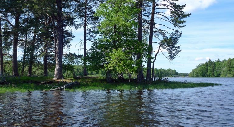 Naturen vid Dalälvens stränder hyser höga naturvärden.