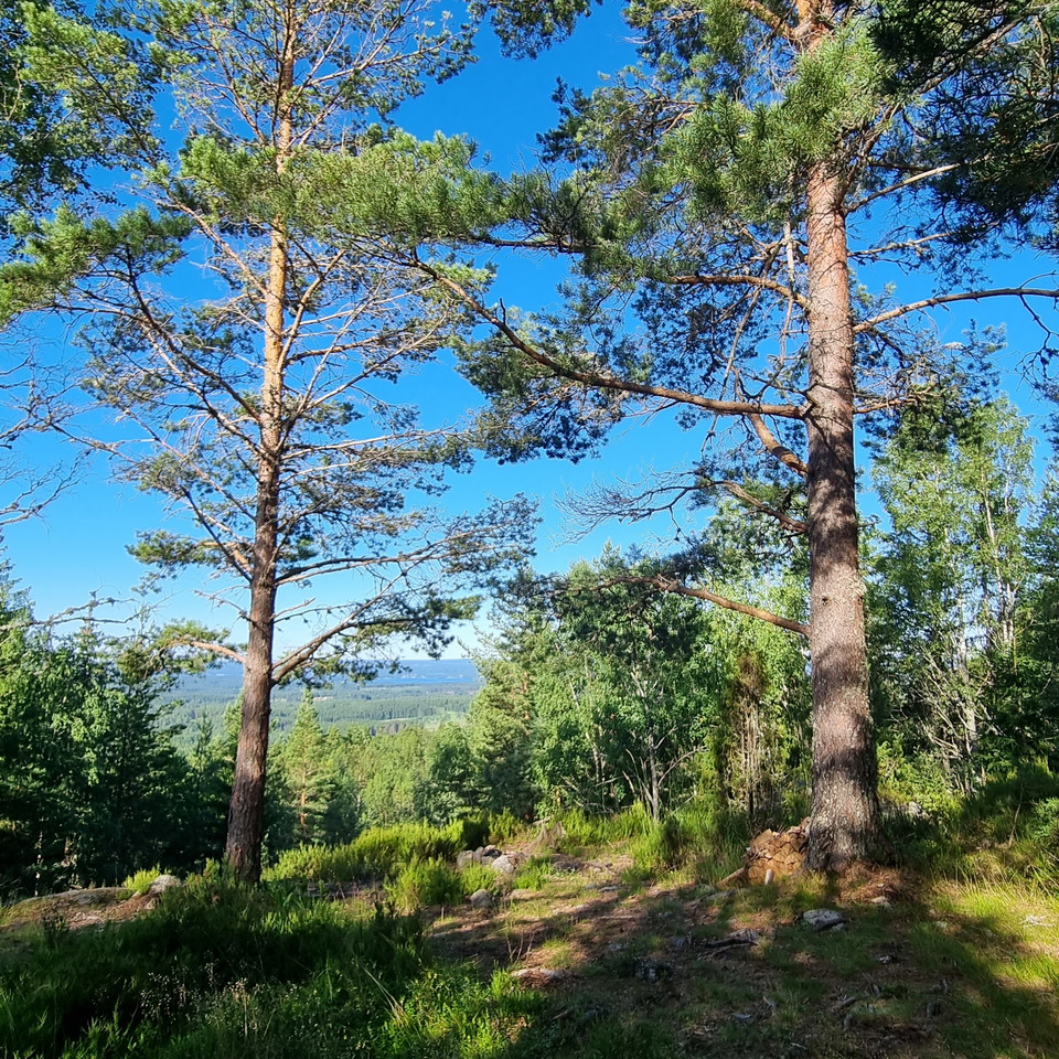 View from Djupdalshöjden