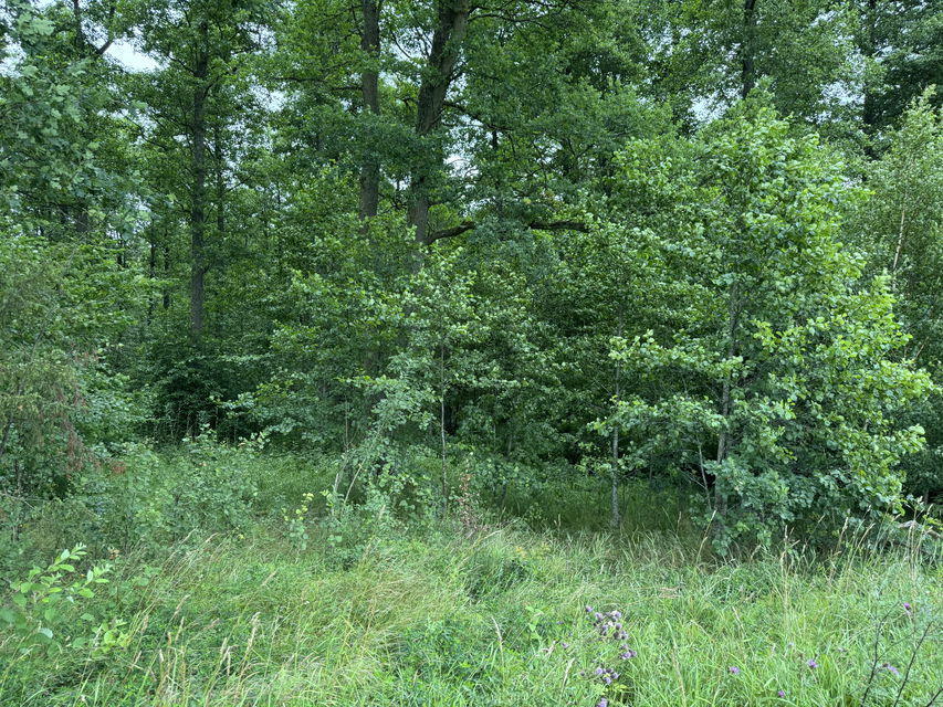 Bild på grönskan i skogen