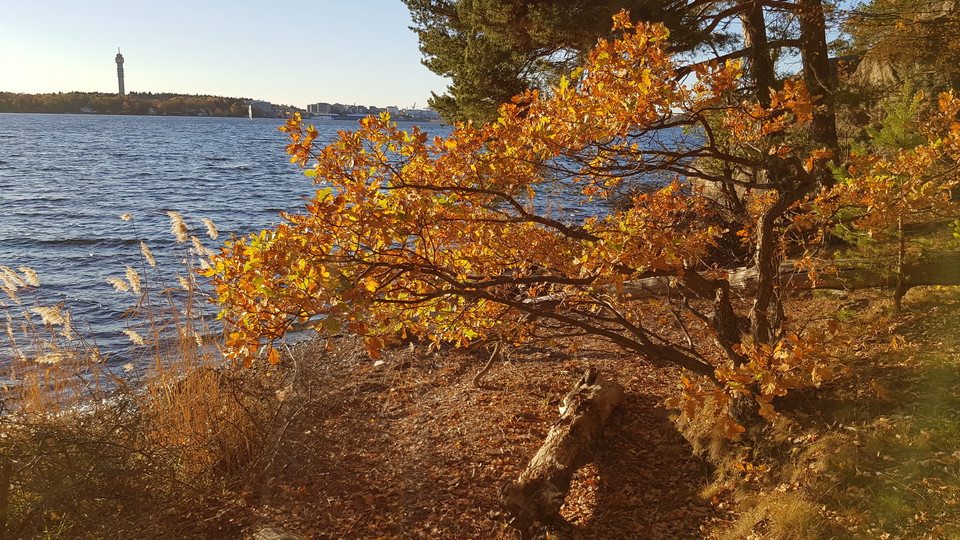 Krattek vid grusstrand i Kappsta. Foto Lidingö stad