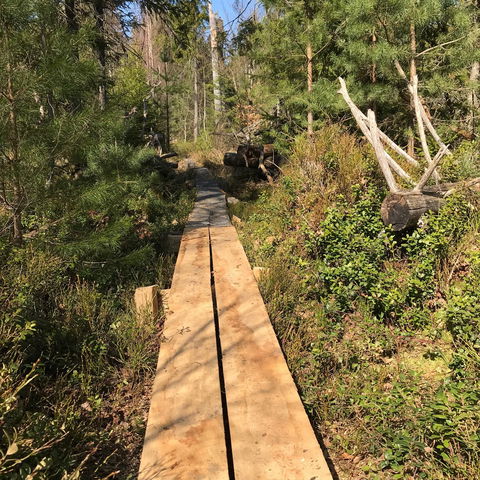 Vandringsled Hästhultsskogen