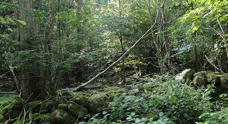 Överväxt stenmur i skogen.