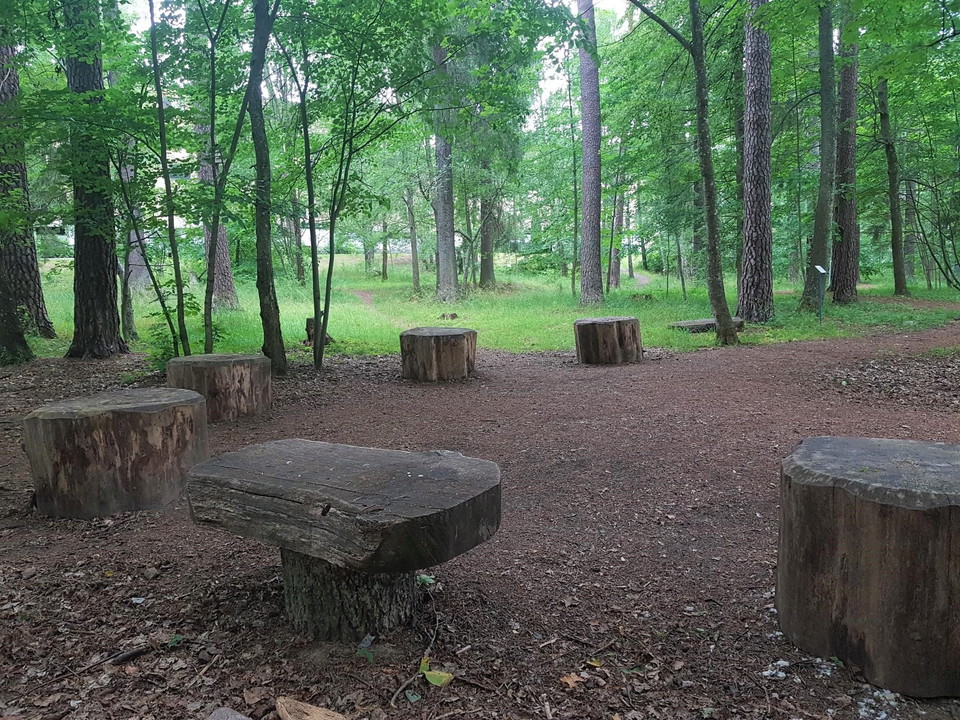 En skog. Bord av trä.