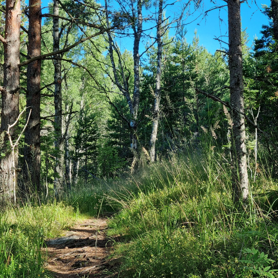 Sparse forest with grass