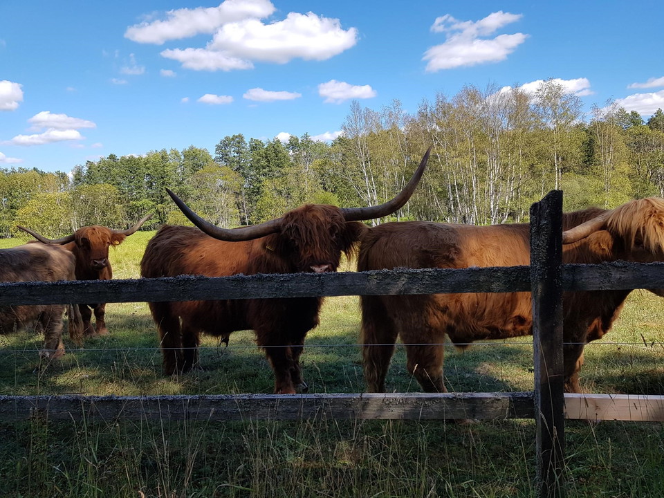 Leden passerar genom odlingslandskapet med flera beteshagar där djur betar.