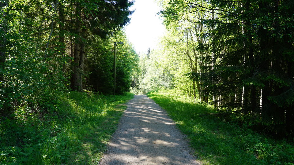 Grusat motionsspår i lummig skog