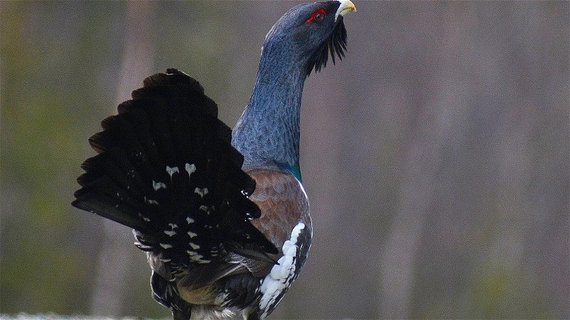 Capercaillie and black grouse lekk in Tiveden
