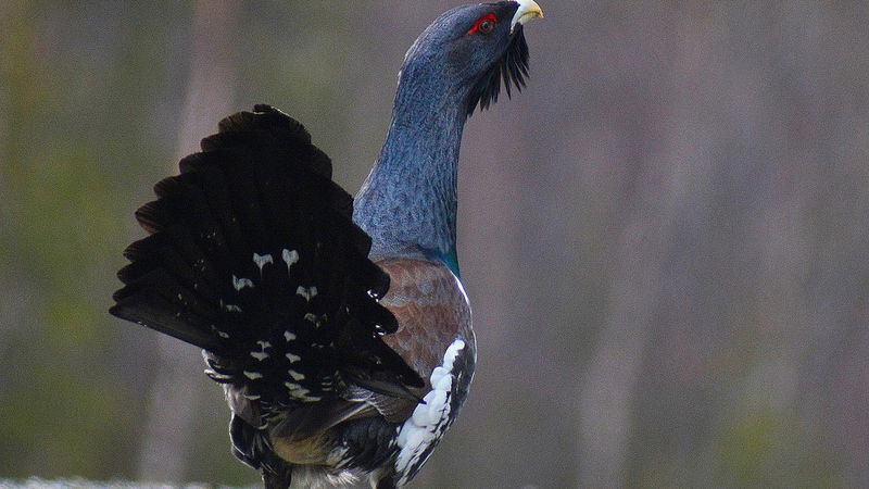 Das Liebesspiel von Birkhuhn und Auerhuhn