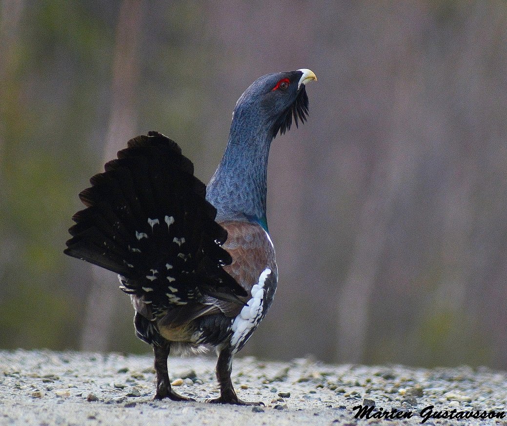 Capercaillie and black grouse lekk in Tiveden