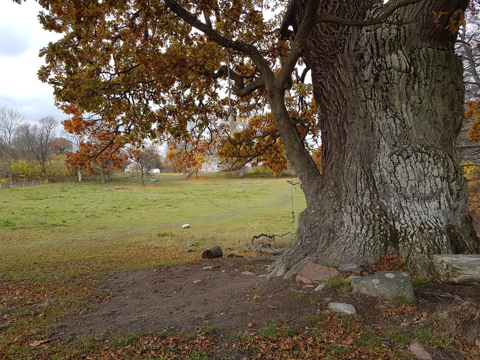 Jätteek. Foto Lidingö stad.