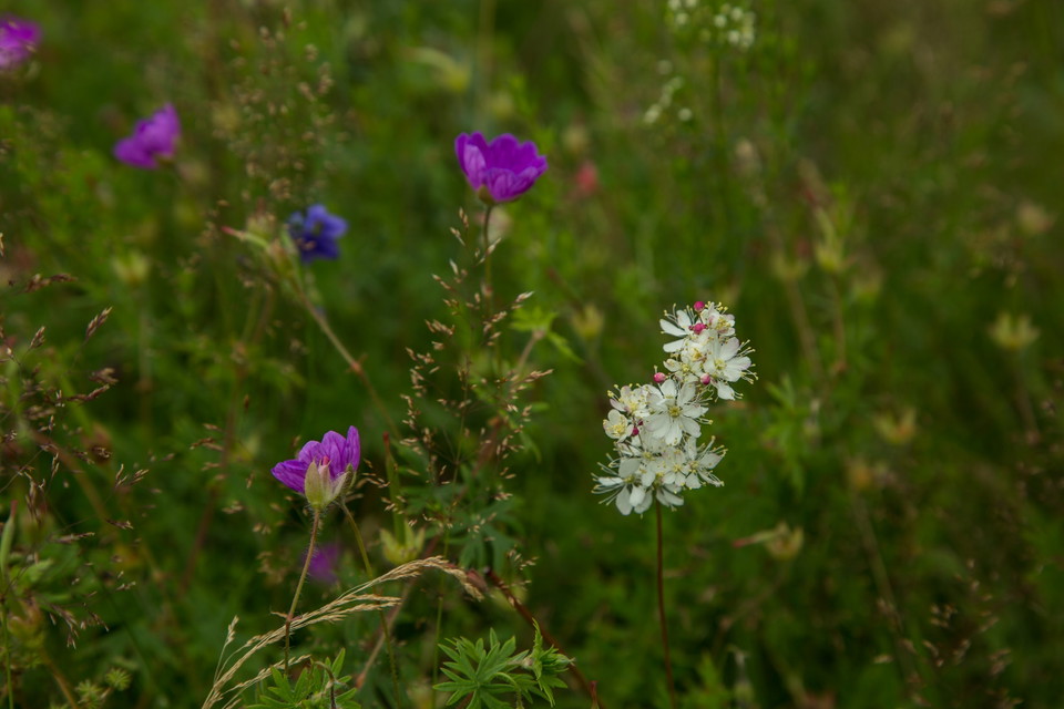 Brudbröd (Filipendula vulgaris) och blodnäva (Geranium sanguineum)
