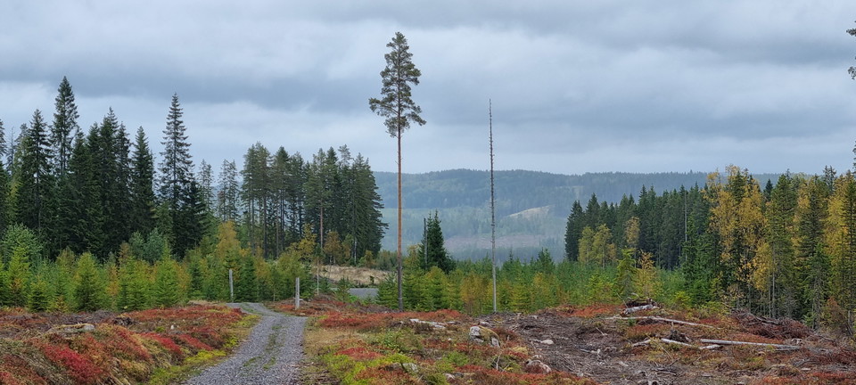 Höjder i höstfärger.