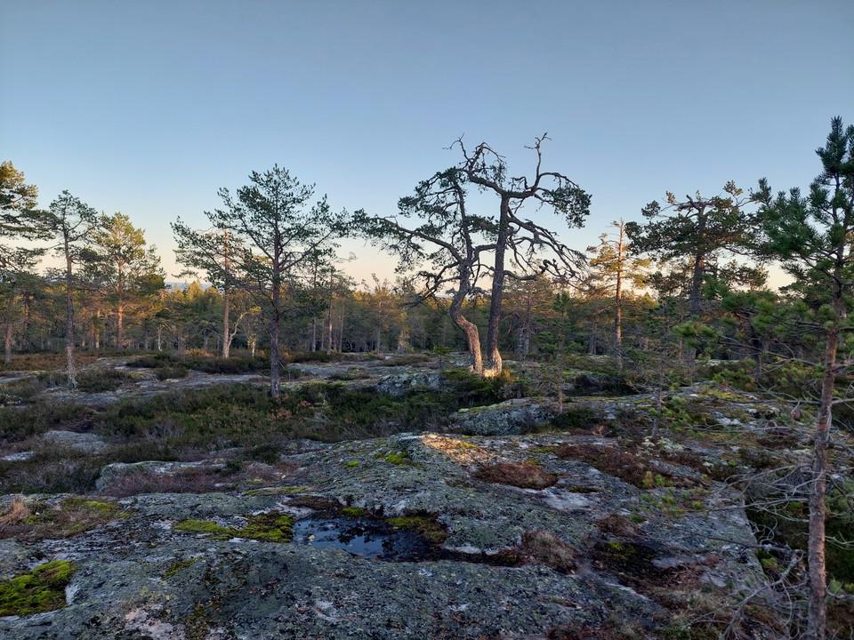 Öppna hällar är det gott om, särskilt på Omsberget