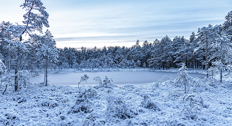 Odenskälla i Kroksjöskogen.