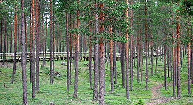 Fattenborg