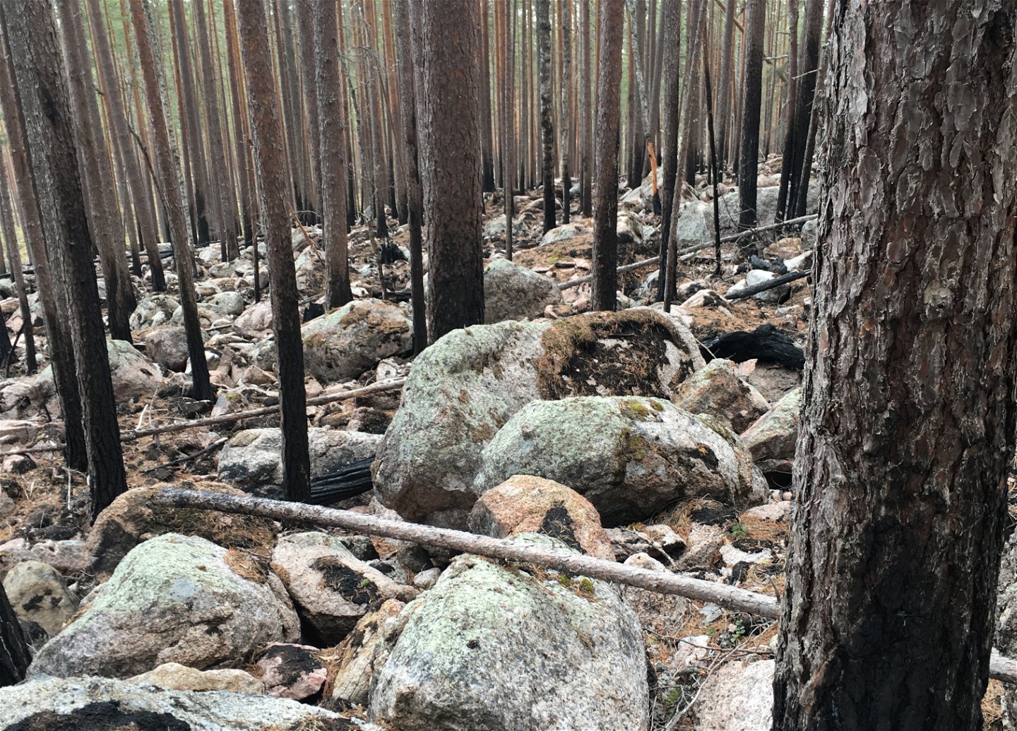 Bränd skog utan humuslager