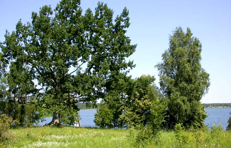 Birgittas udde