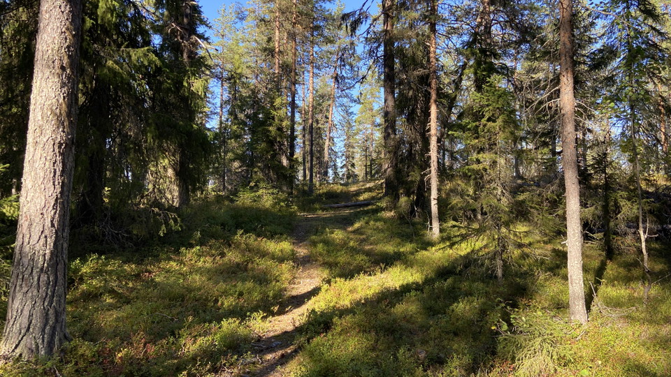 Från informationsskylten går en stig upp på Alterberget.