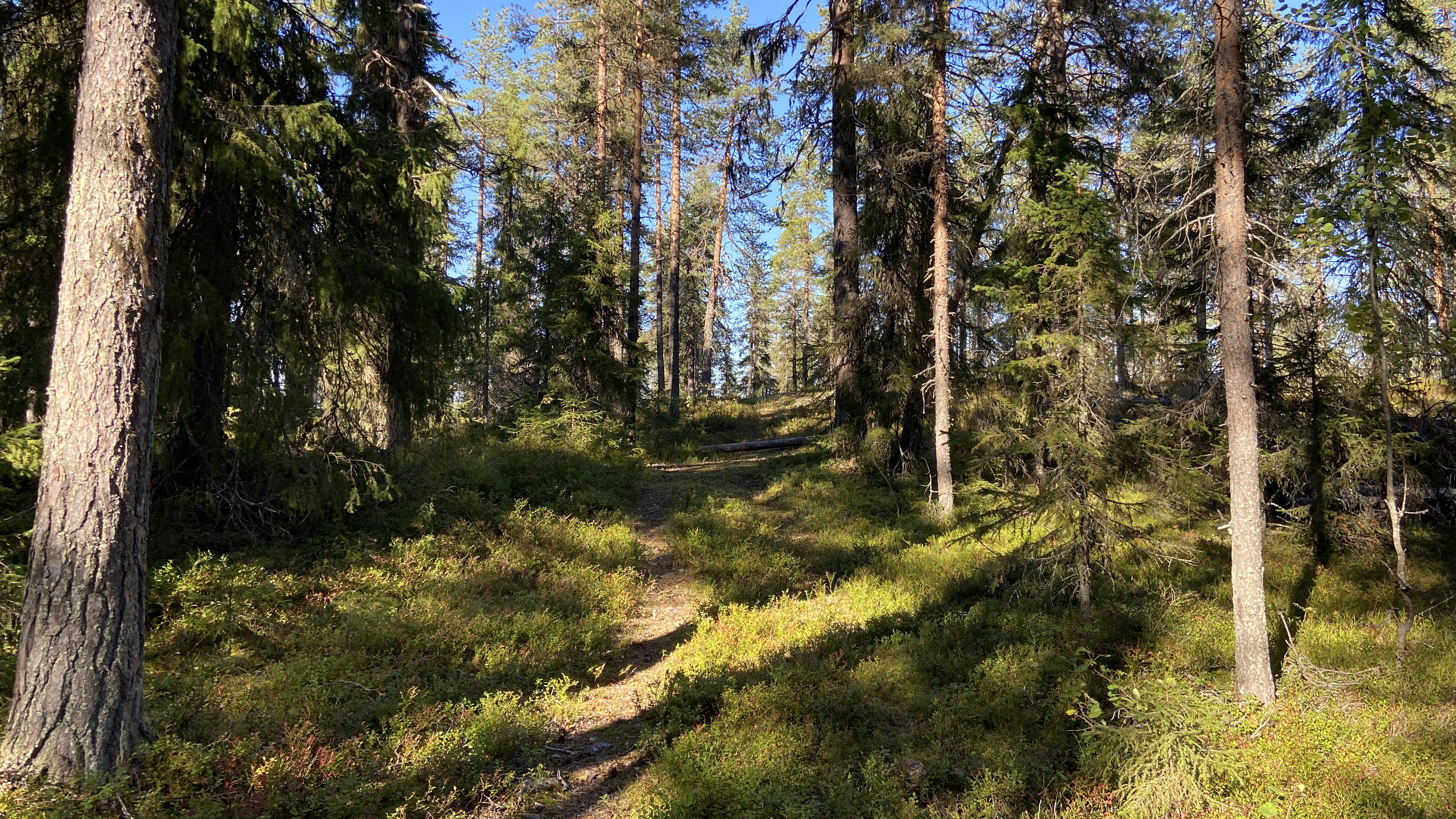 There are some paths at Alterberget.