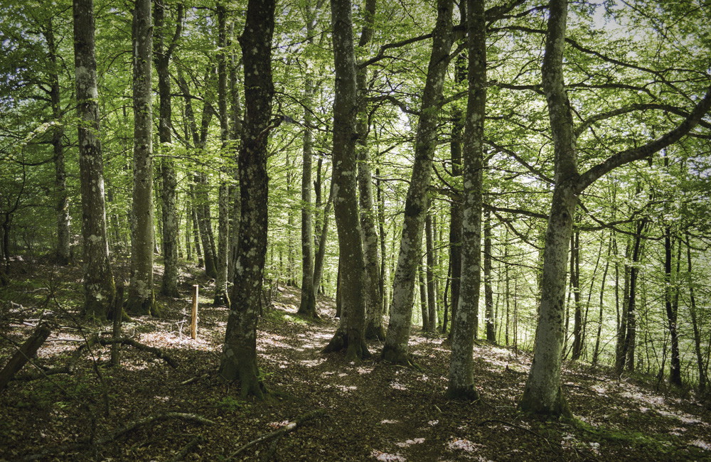 Höglandsleden etapp HÖ14 Forsa - Vikskvarn - En del av Smålandsleden
