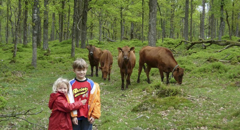 två barn i en hage med kor bakom sig