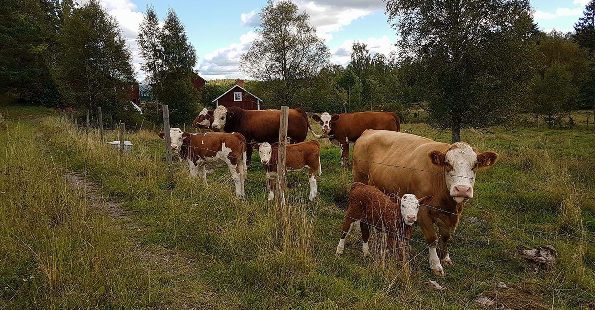 Etapp: Boxholm-Strålsnäs
Boxholm