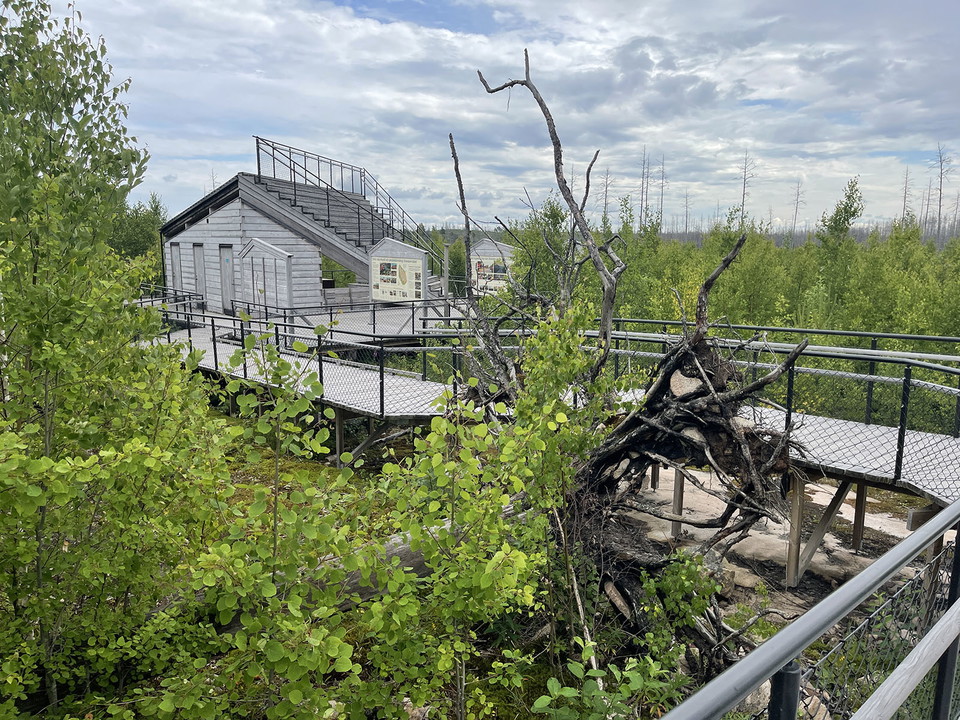 En rotvälta kantad av grönskande sly. I bakgrunden en grånande träbyggnad.
