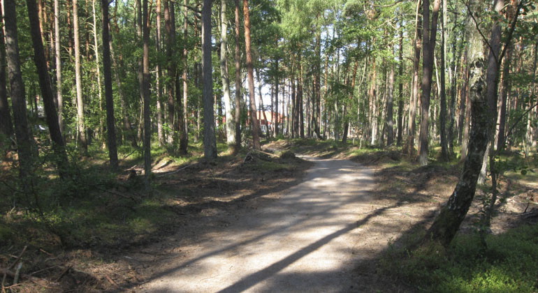 led i skog