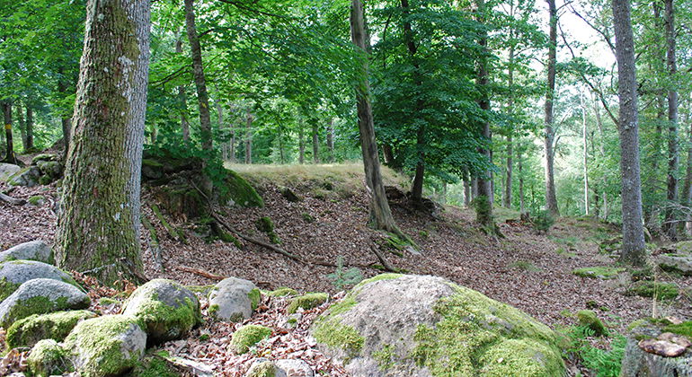 Stenblock i skogen.