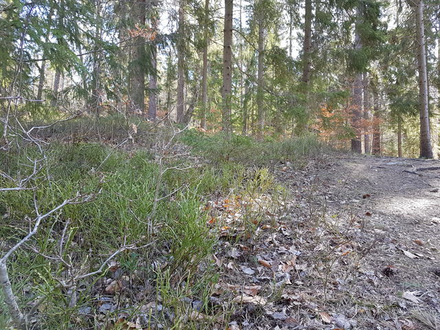 Svamp- och blåbärsskog Södergarn
