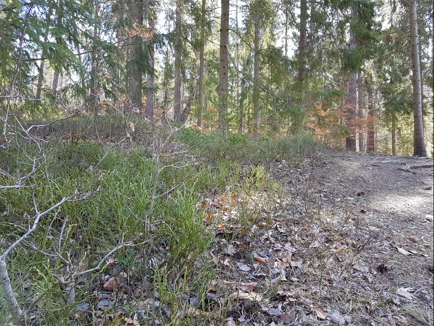 Blåbärsskog vid Södergarn. Foto Lidingö stad.