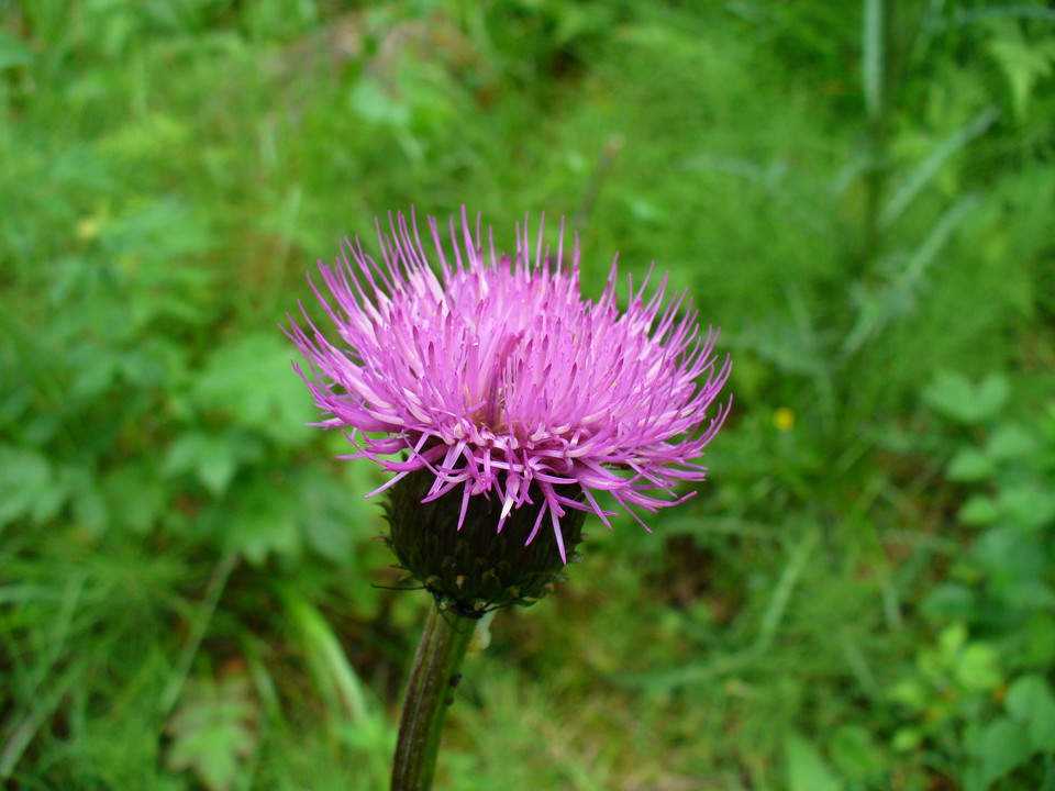 Blommande tistel.