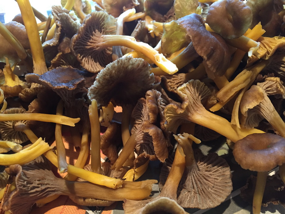 Plockade trattkantareller och gul trumpetsvamp.