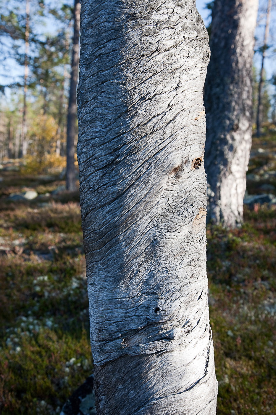 Gråved.