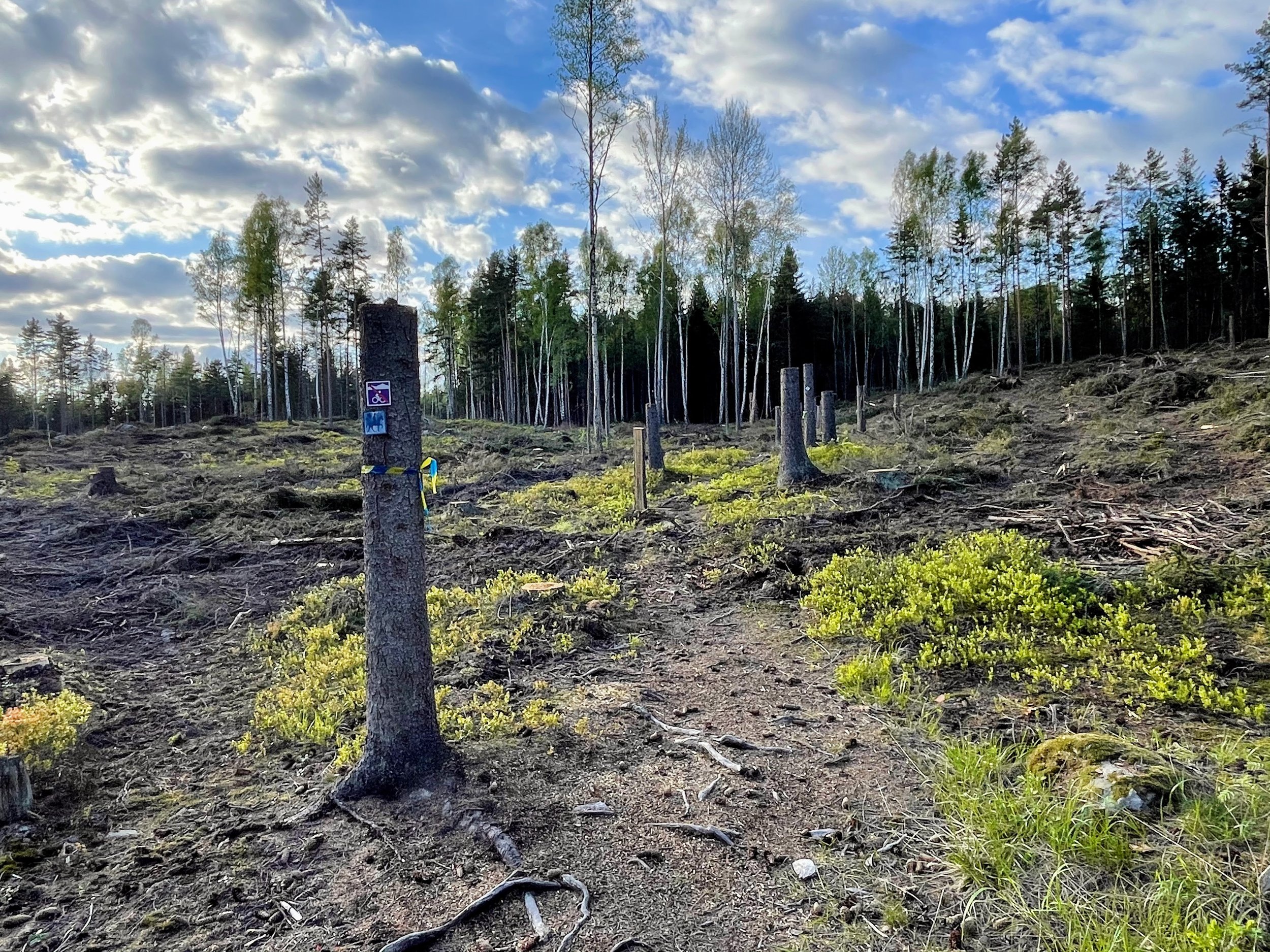 Friluftsliv oförenligt med kalhyggen, trädplantage och buller 