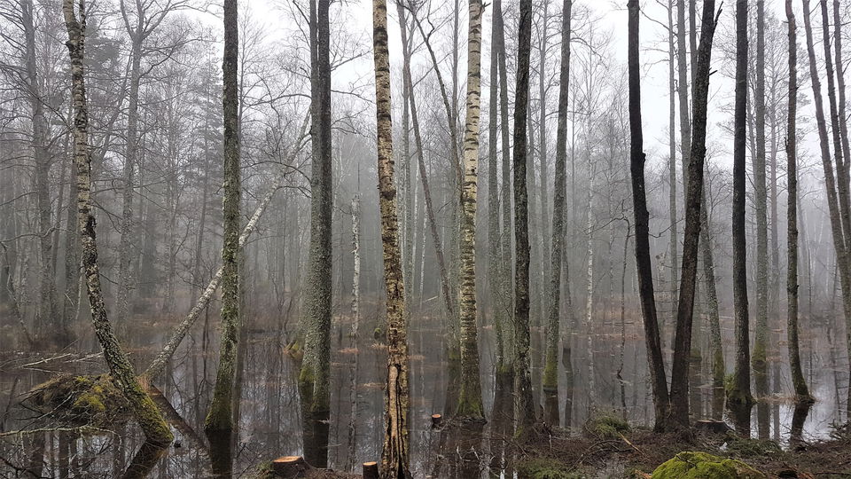 Sumpskog