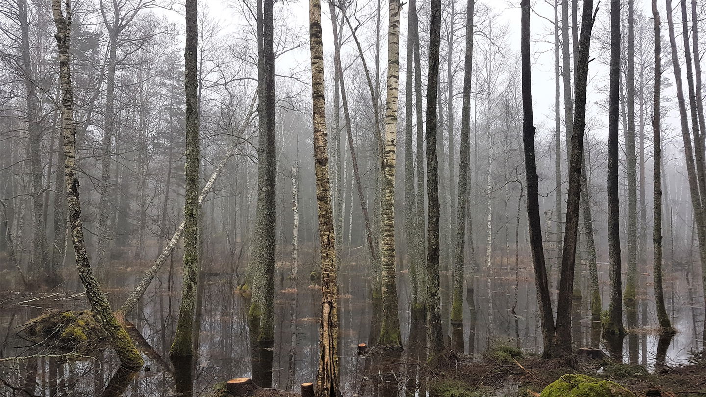 Sumpskog