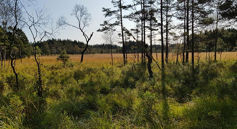 Vy från Labacken över kärret