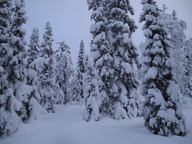 Snöklädd barrskog och snötäckt mark.