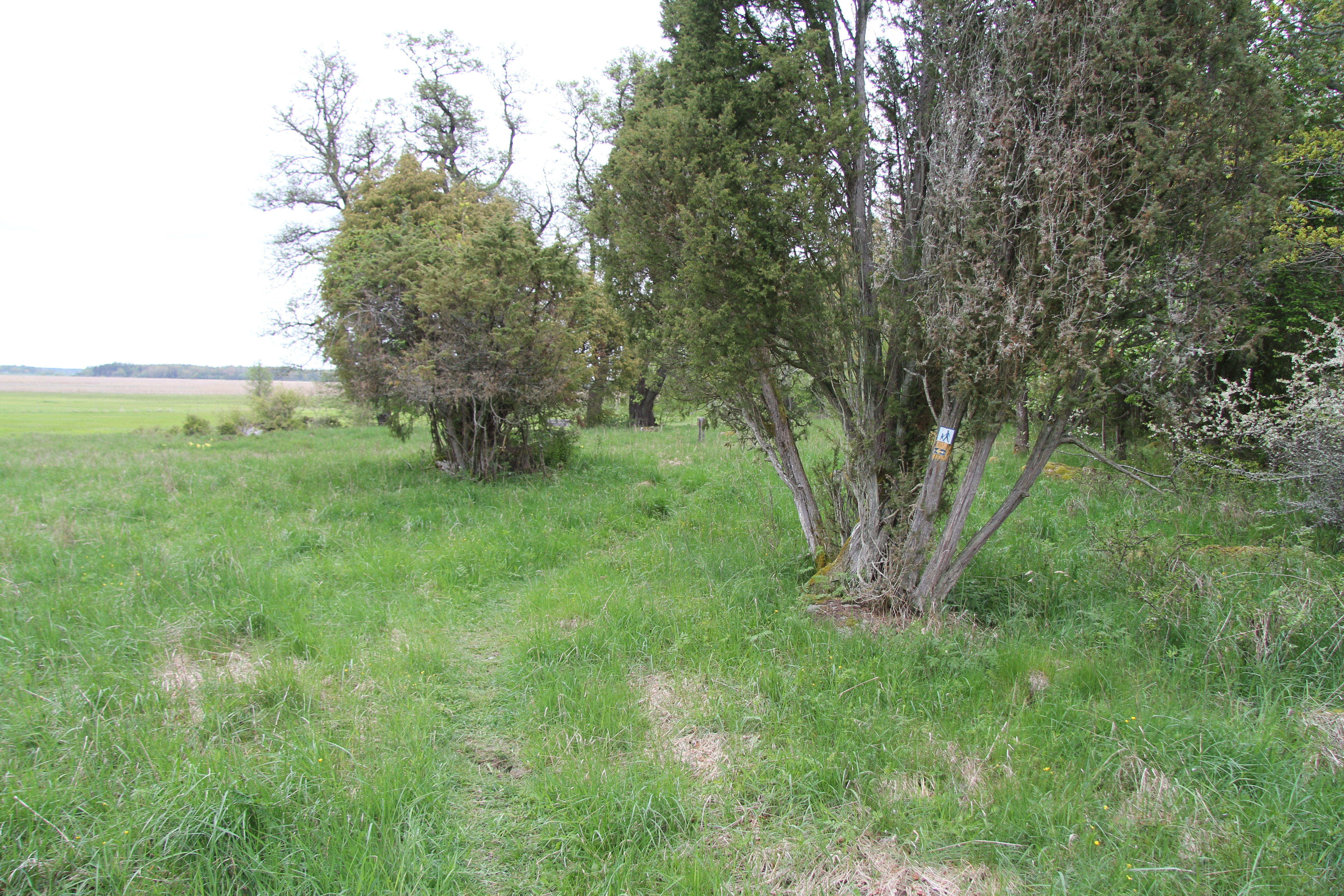 Gräsområde och ett par enbuskar.