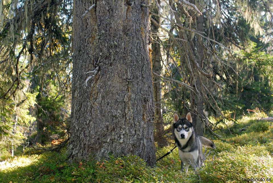 Den fantastiska gammelskogen på Gråberget i östra delen av Hotagens naturreservat.