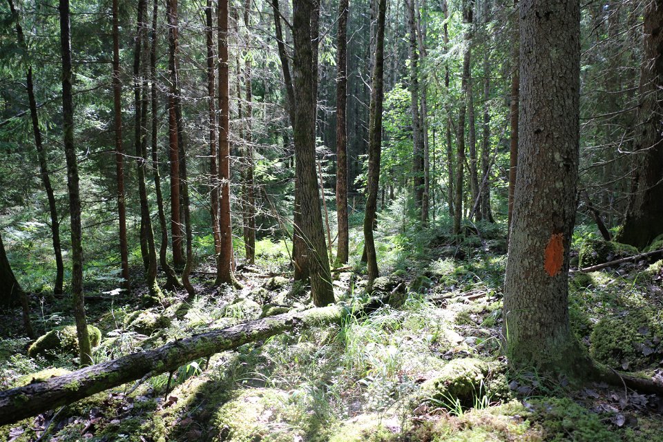Liten skogsglänta längs stigen i naturreservatet.
