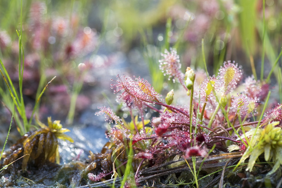 Småsileshår vid Bårsjön