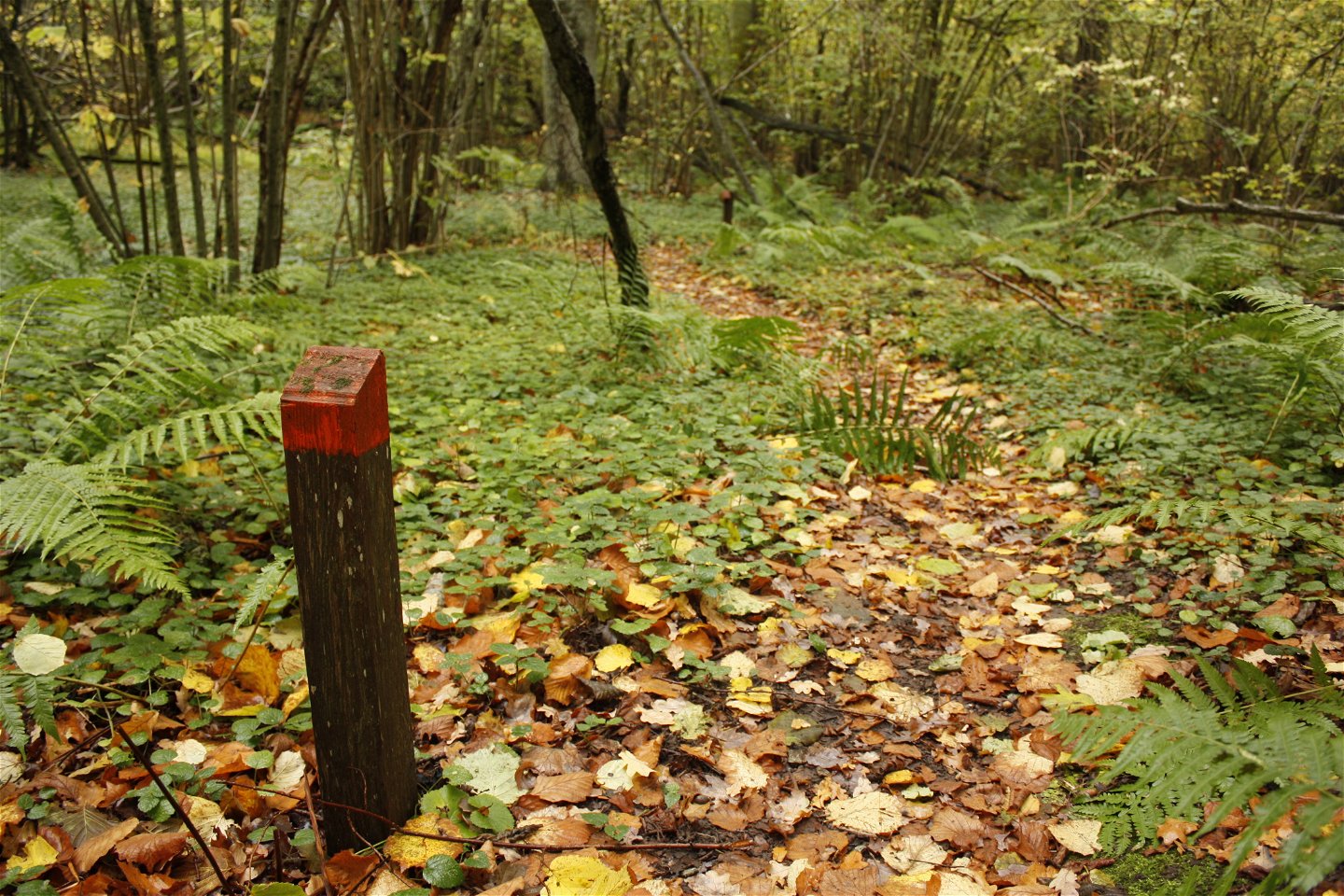 En låg stolpe med röd stigmarkering står vid en stig som går genom lummig lövskog.