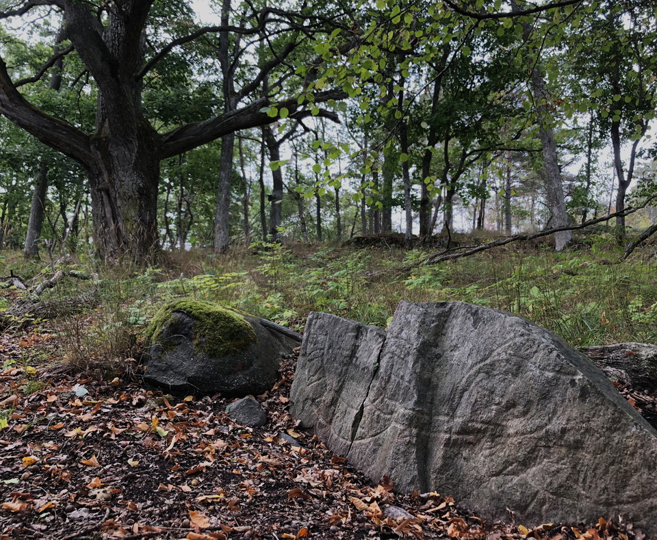 Runsten med en stor ek i bakgrunden.